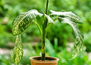 Дифенбахія впирається в стелю… А що далі?