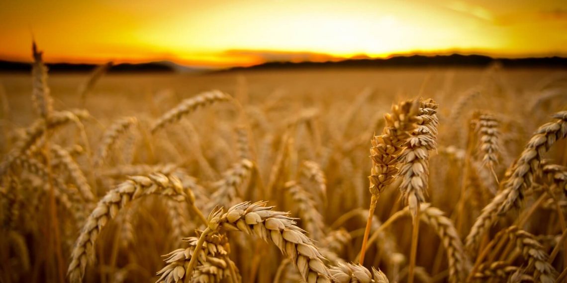 «Сім кіп нажав Прокіп…»