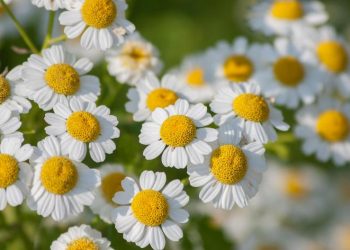 Далматською ромашкою — по шкідниках