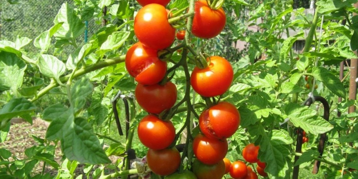 Кефір позбавить томати від фітофтори