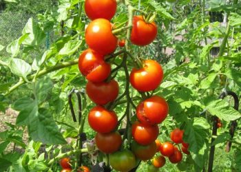 Кефір позбавить томати від фітофтори