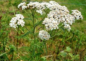 Ефективна мазь при забиттях