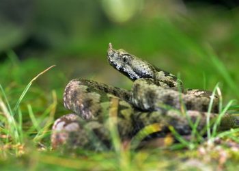 Обережно, змії!