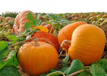 Невибагливі гарбузи