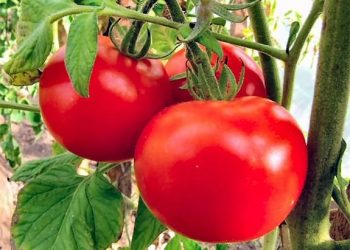 На насіння — найкращі томати, але не гібриди