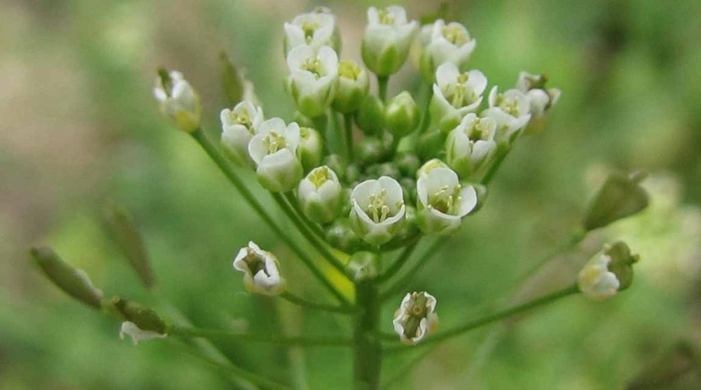 Грицики звичайні  — корисна трава