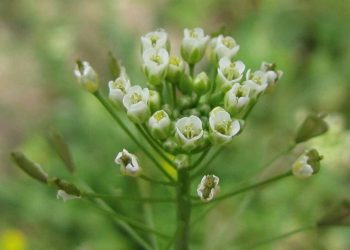 Грицики звичайні  — корисна трава