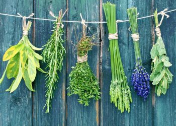 Як правильно сушити і зберігати трави