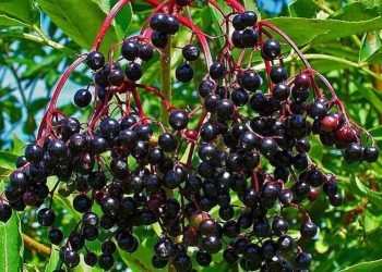 Напій довгожителів з бузини