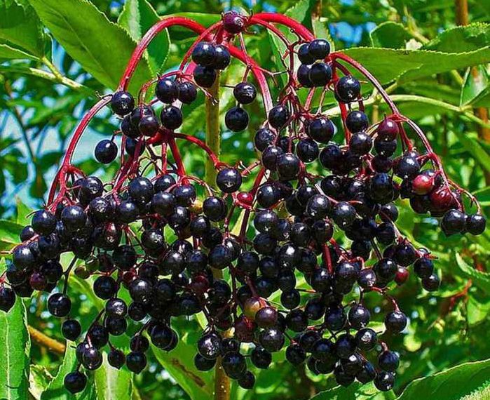 Напій довгожителів з бузини