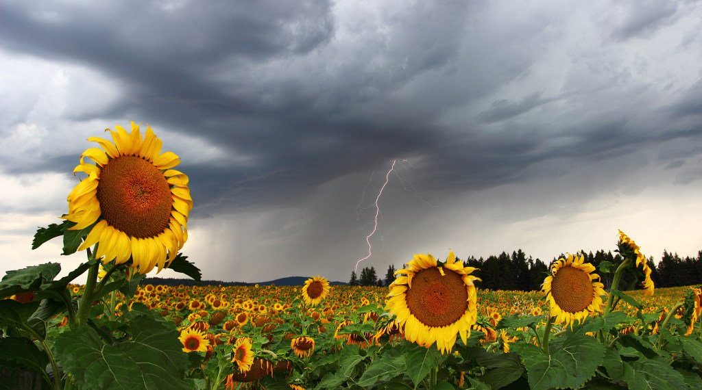 Ураження блискавкою: заходи безпеки, симптоми, перша допомога