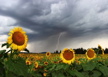 Ураження блискавкою: заходи безпеки, симптоми, перша допомога