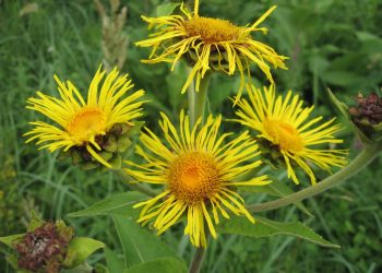 Дев’ясил дає сили: 6 рецептів народної медицини