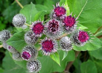 Лопух — природні ліки від багатьох недуг