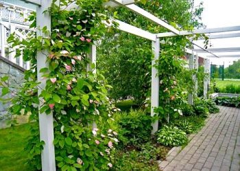 Опора для актинідії