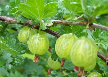 Аґрус любить увагу