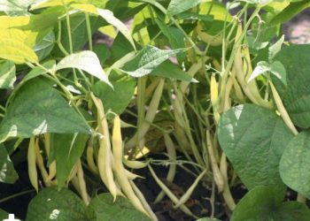 Квасолю збирайте вранці