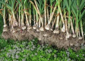 Чому городники віддають перевагу озимому часнику?