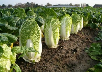 Секрети вирощування «пекінки»