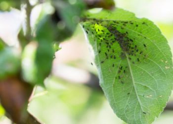 Як позбутися яблуневої попелиці