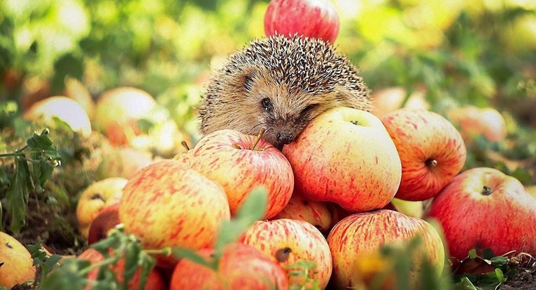 Смачні ліки: яблука очистять організм і позбавлять від хвороб