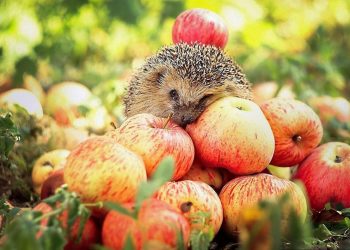 Смачні ліки: яблука очистять організм і позбавлять від хвороб