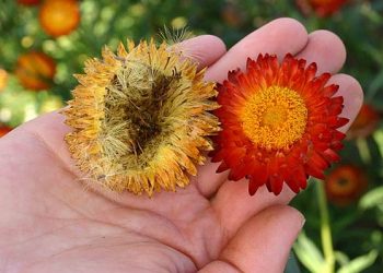 Пора збирати насіння квітів