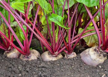 Буряки збирають, коли зів’яне бадилля