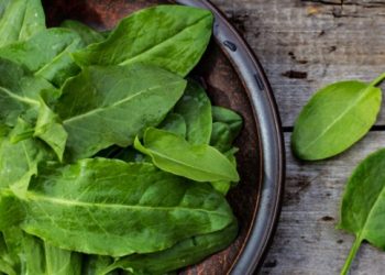 Свіжий щавель буде взимку