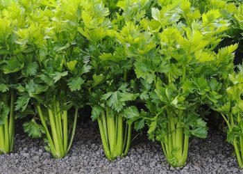 Цінна зелень селери