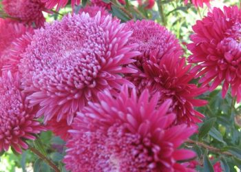 Айстри цвітуть до морозів