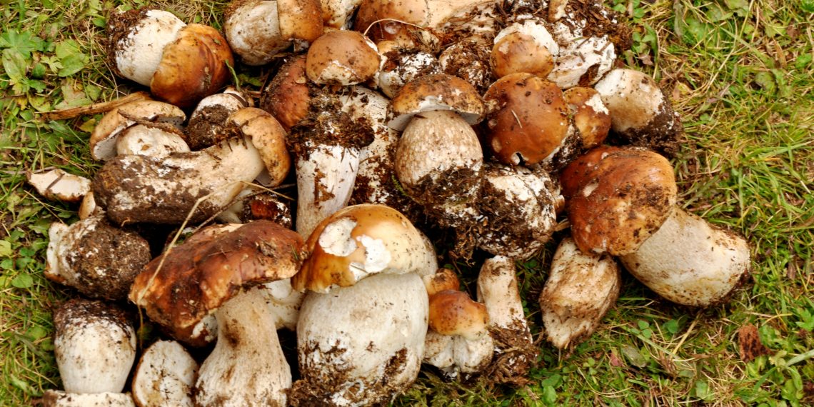 Обережно з грибами!