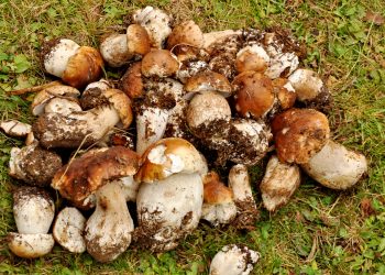 Обережно з грибами!