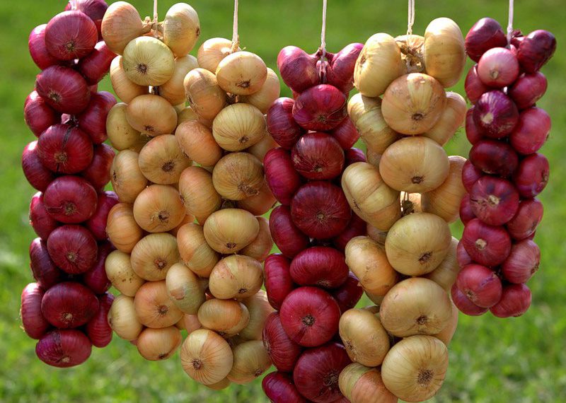 Зберігаємо цибулю