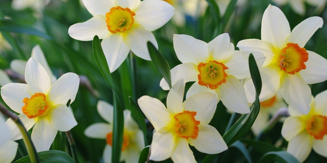Розмаїття нарцисів