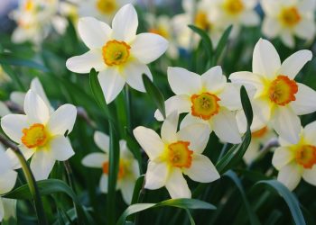 Розмаїття нарцисів