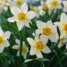 Розмаїття нарцисів