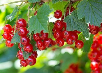 Порічка не боїться заглиблення