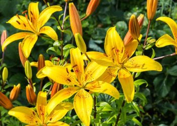 У вересні посадіть лілії