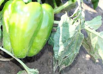 Чому в’яне перець?