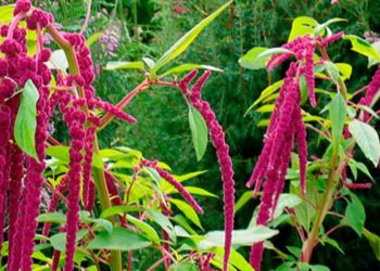 Хвостатий амарант