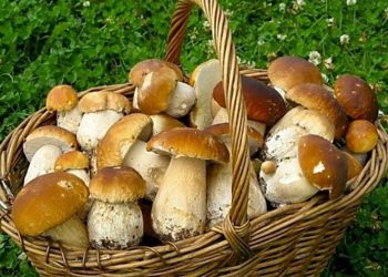 17 правил грибної безпеки