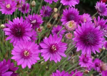 Додайте до букета сухоцвіт ксерантемум