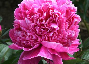 Півонії не люблять пересадок