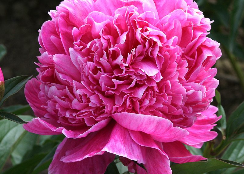 Півонії не люблять пересадок