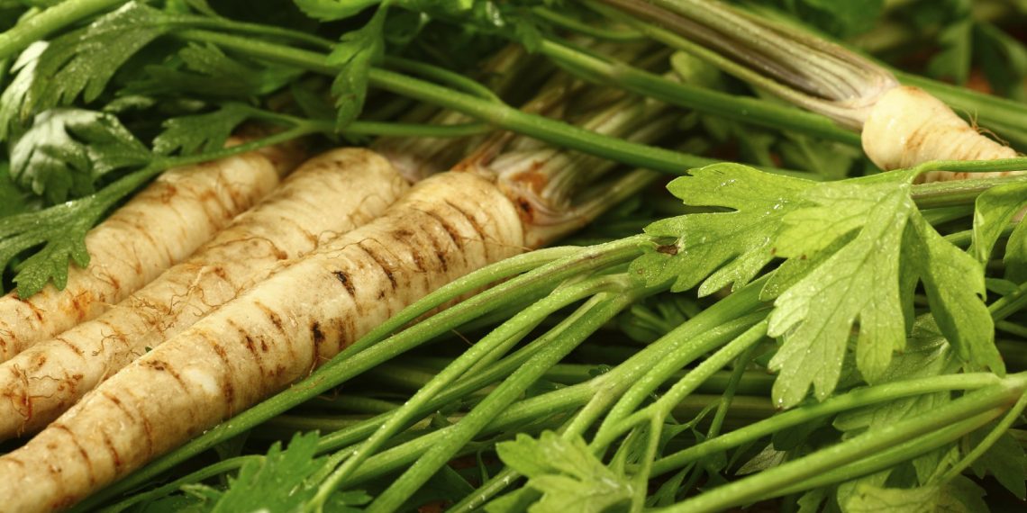 Коренева петрушка: особливості вирощування та застосування
