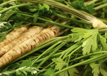 Коренева петрушка: особливості вирощування та застосування