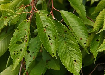 Дірки у листі — через гриб