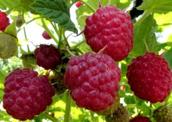 Догляд за ремонтантною малиною