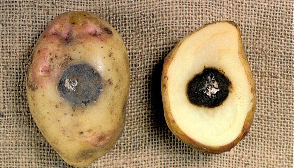 Фомоз картоплі: причини виникнення та заходи боротьби